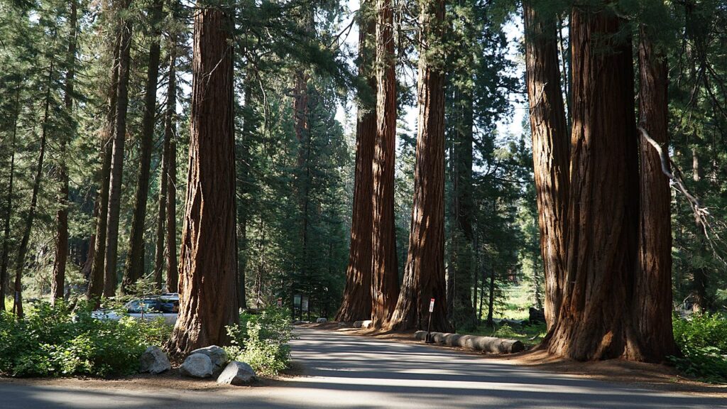 Sequoia National Park, USA