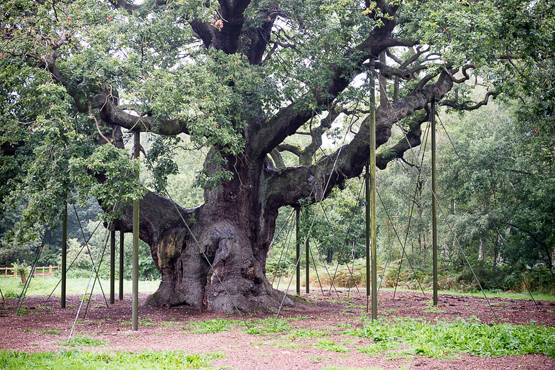 Sherwood Forest, England