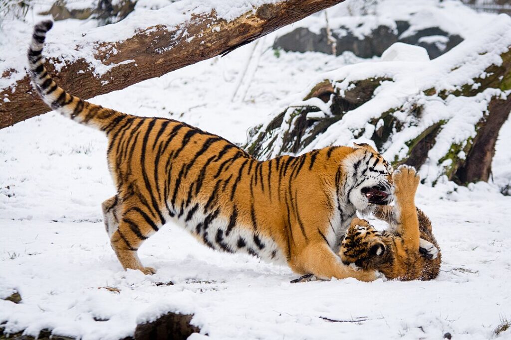 Siberian Tigers