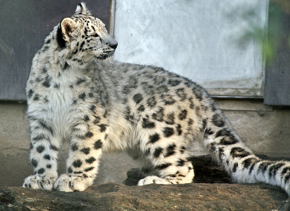 Snow Leopards