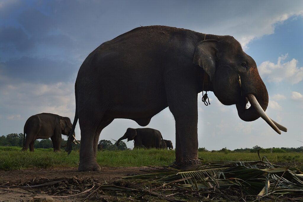 Sumatran Elephants