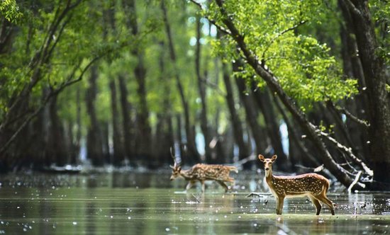 Sundarbans National Park, India and Bangladesh