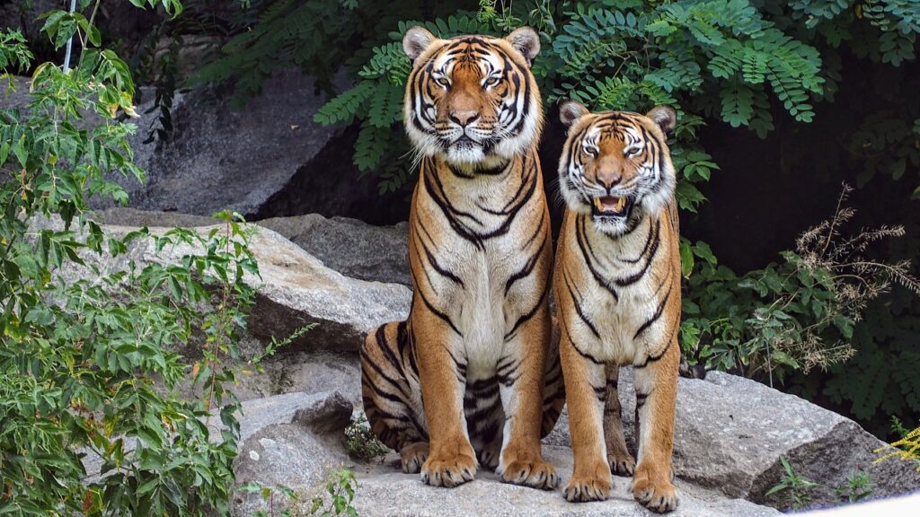 Tigers