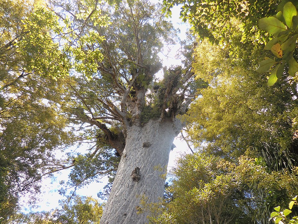 Waipoua Forest, New Zealand