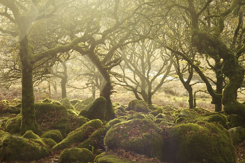 Wistman's Wood, England