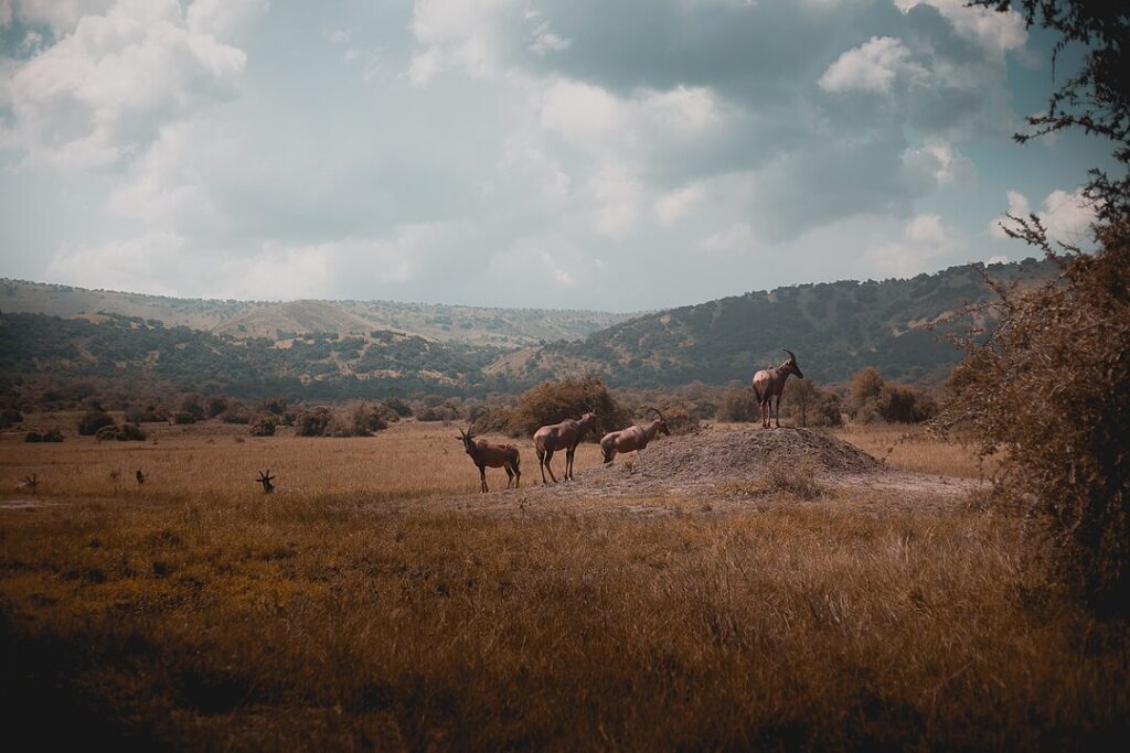 Akagera National Park, Rwanda