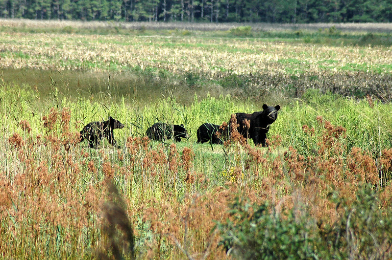 Alligator River National Wildlife Refuge, North Carolina