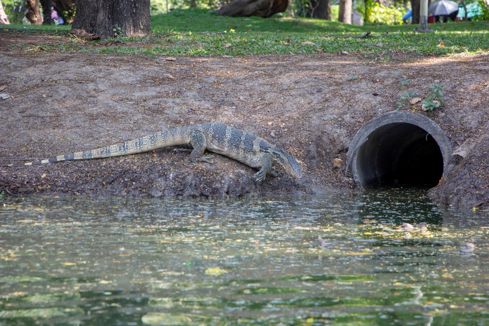 Alligators in the Sewers