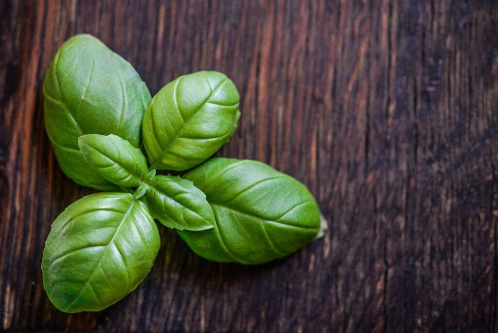 Basil's Antibacterial Properties