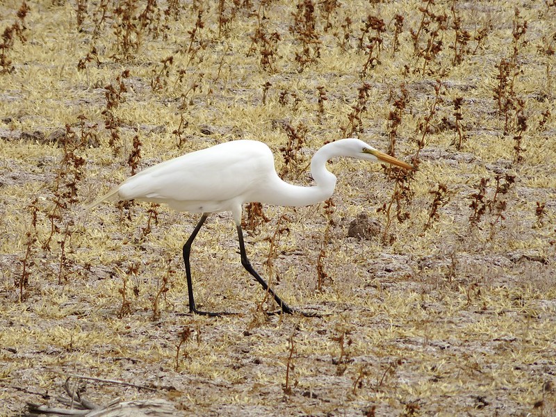 Bosque del Apache National Wildlife Refuge, New Mexico