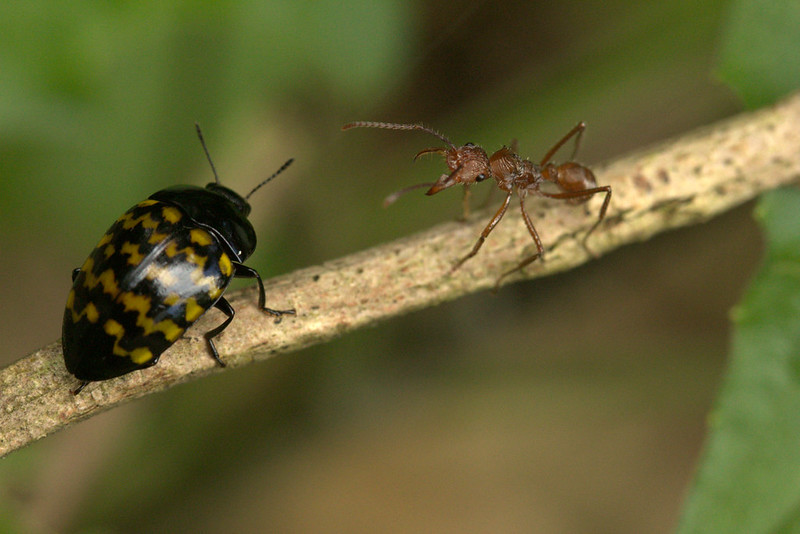 Bug Fighting