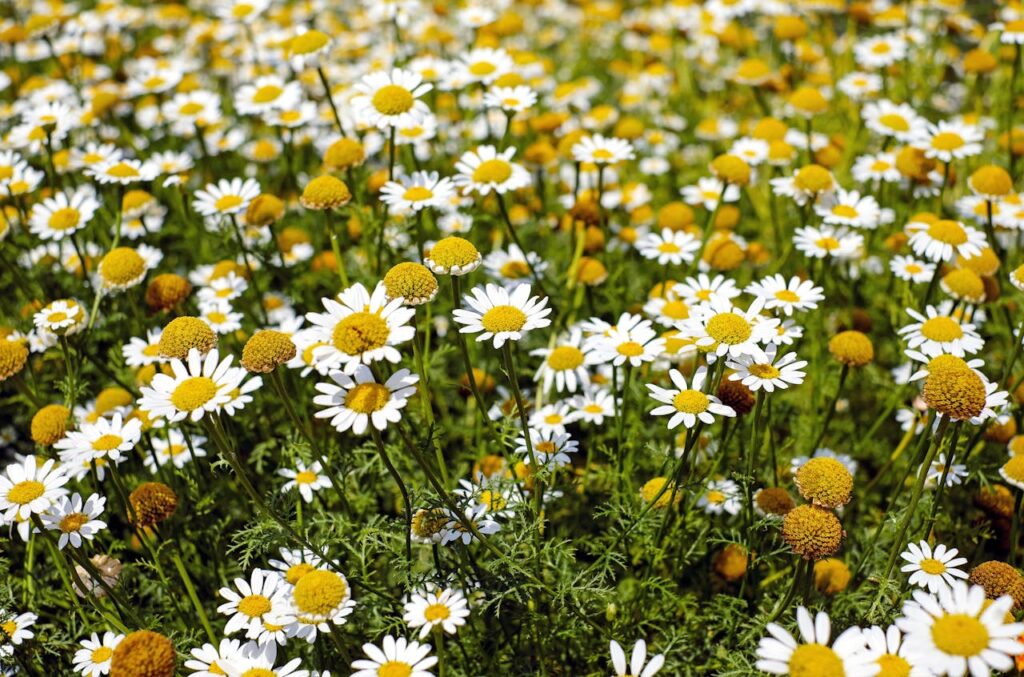 Chamomile's Sleep-Inducing Qualities