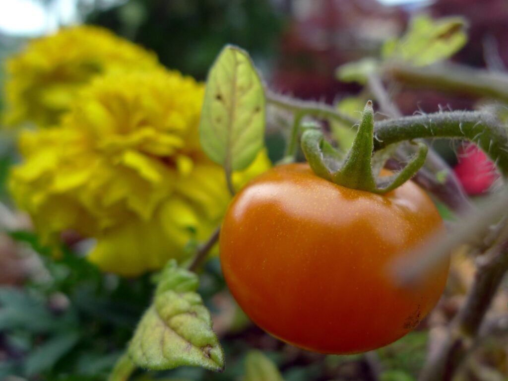 Growing Their Own Food