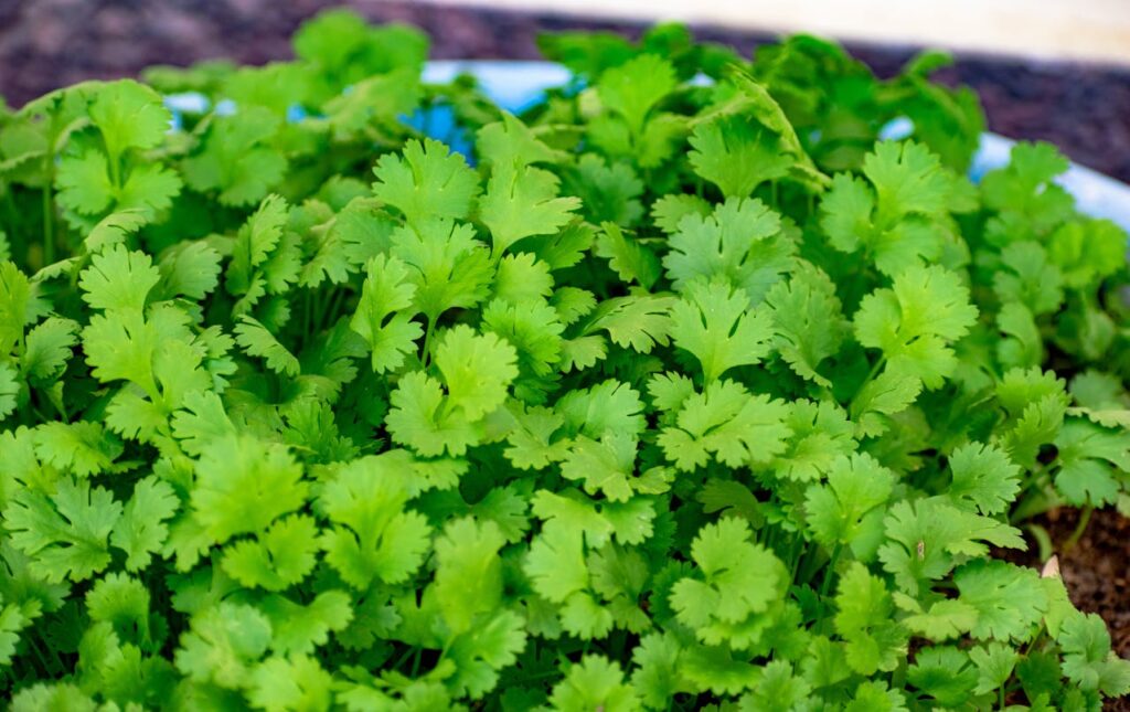 Coriander: Cholesterol Reduction