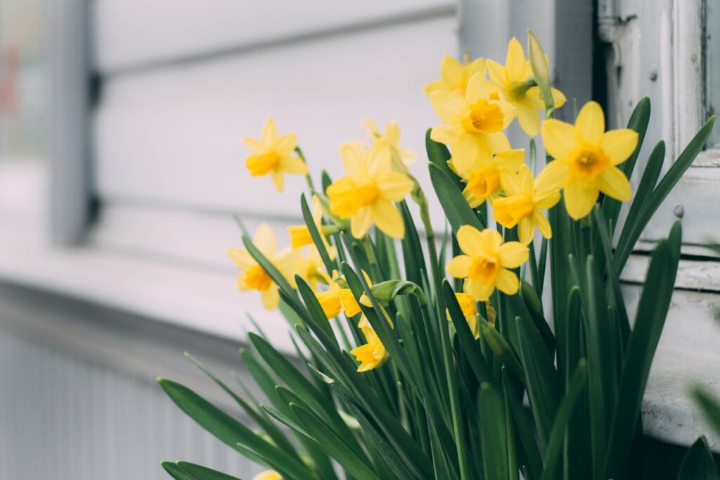 Daffodils' Poisonous Nature