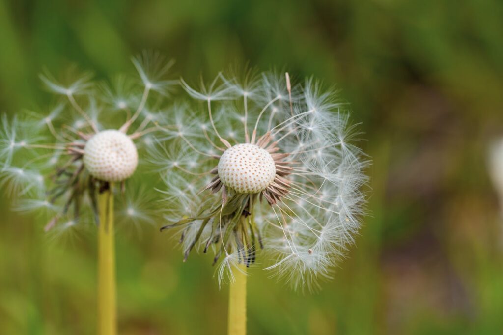 Dandelions' Nutritional Value