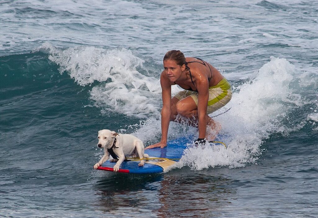 Dog Surfing Instructor