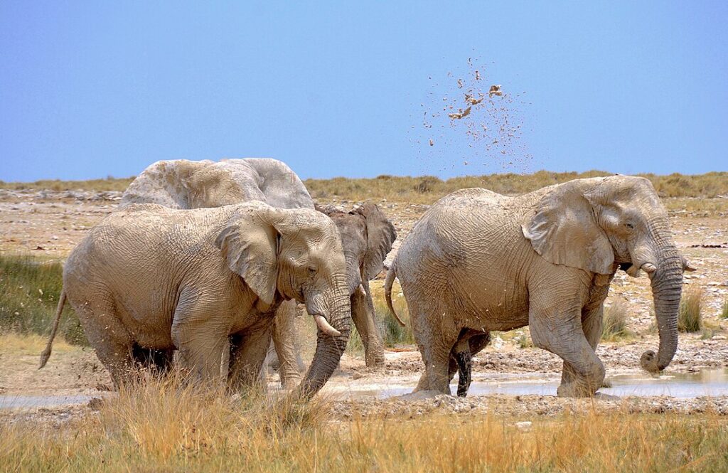 Etosha National Park, Namibia