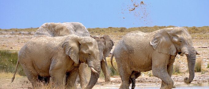 Etosha National Park, Namibia