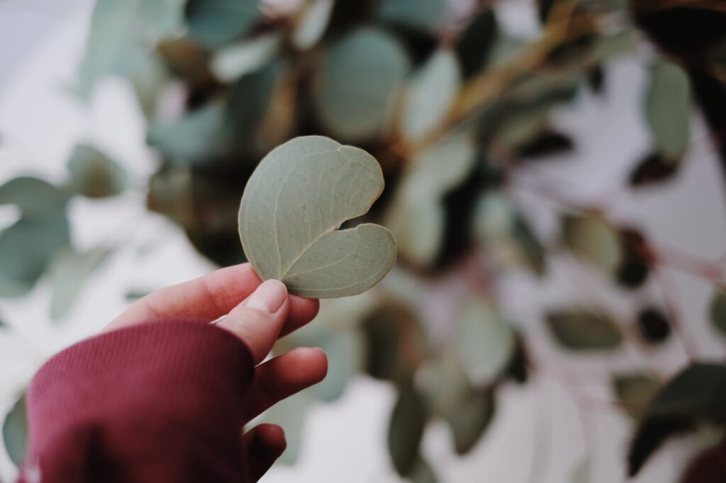 Eucalyptus' Natural Insect Repellent