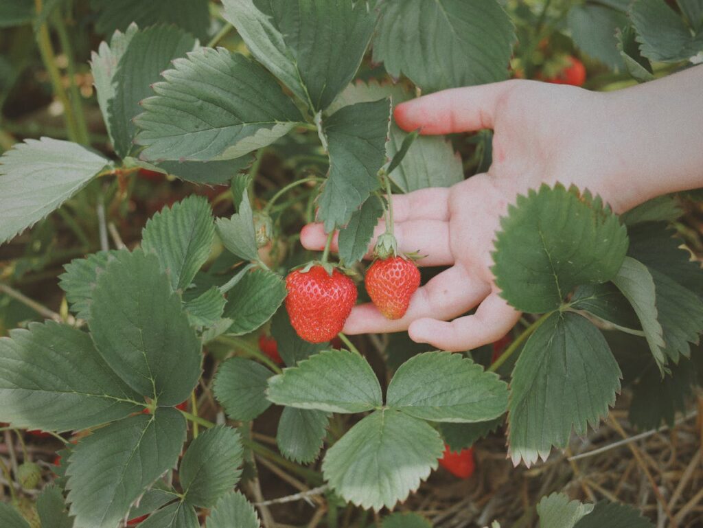 Fruit Picking