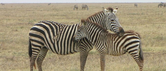 Garamba National Park, Democratic Republic of Congo