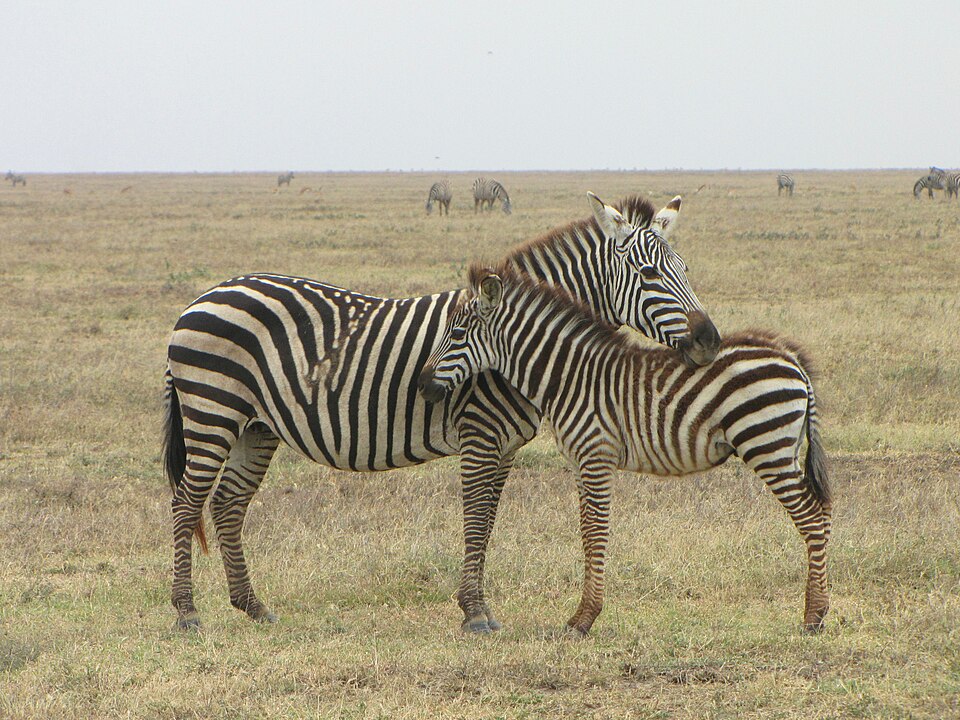 Garamba National Park, Democratic Republic of Congo