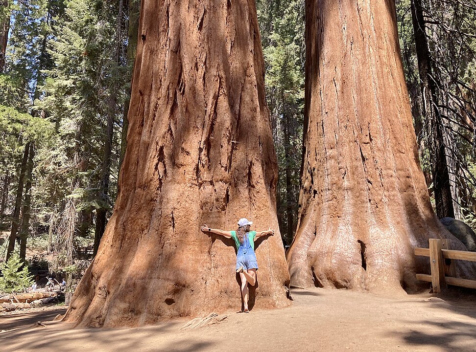 Giant Forest, California