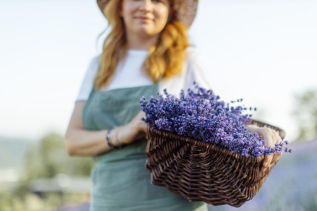 Lavender's Calming Effects