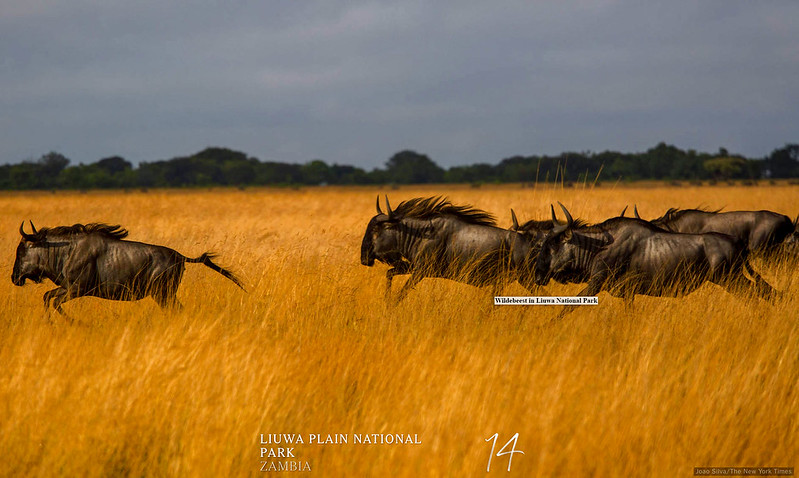 Liuwa Plain National Park, Zambia