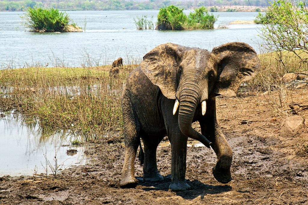 Majete Wildlife Reserve, Malawi