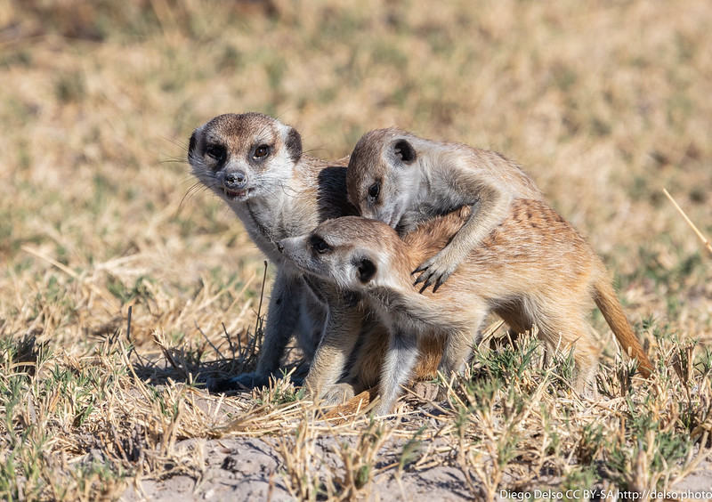 Makgadikgadi Pans National Park, Botswana