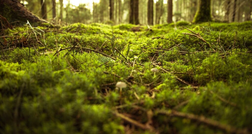 Moss's Air-Purifying Abilities