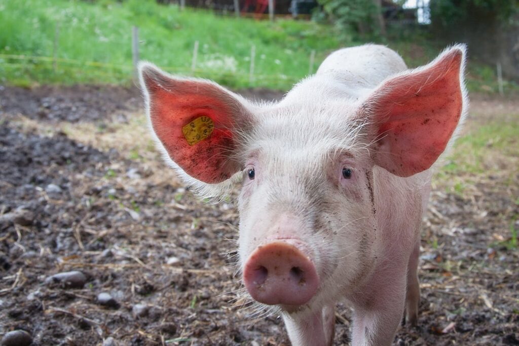 Naming a Pig 'Napoleon' in France