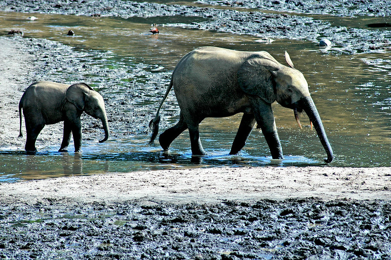 Odzala-Kokoua National Park, Republic of Congo