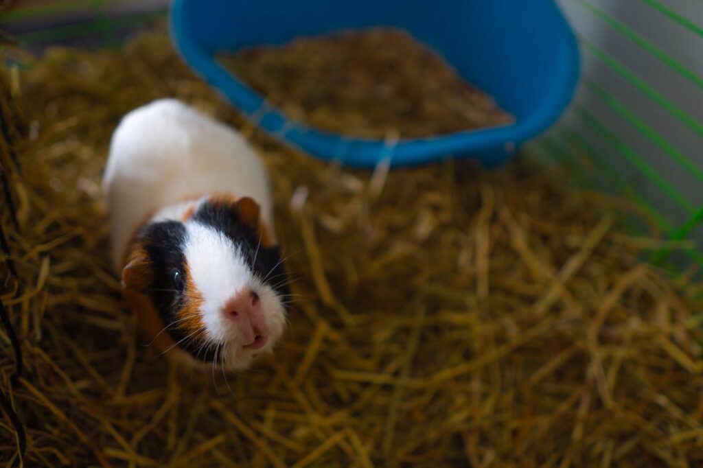 Owning Only One Guinea Pig in Switzerland