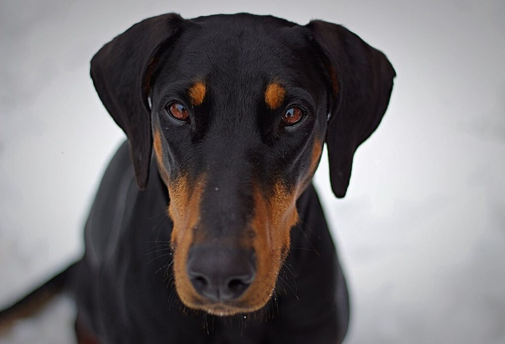 The Choking Doberman