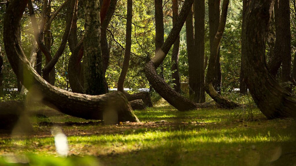 The Crooked Forest (Gryfino, Poland)