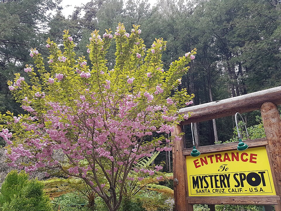 The Mystery Spot (Santa Cruz, California)