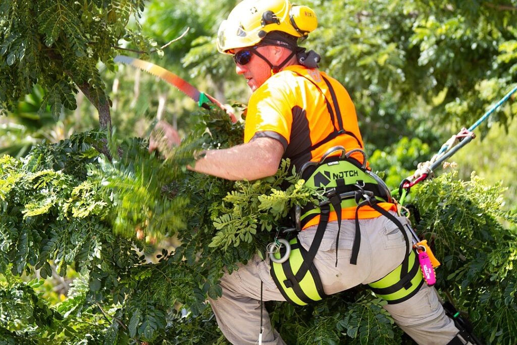 Tree Shaping