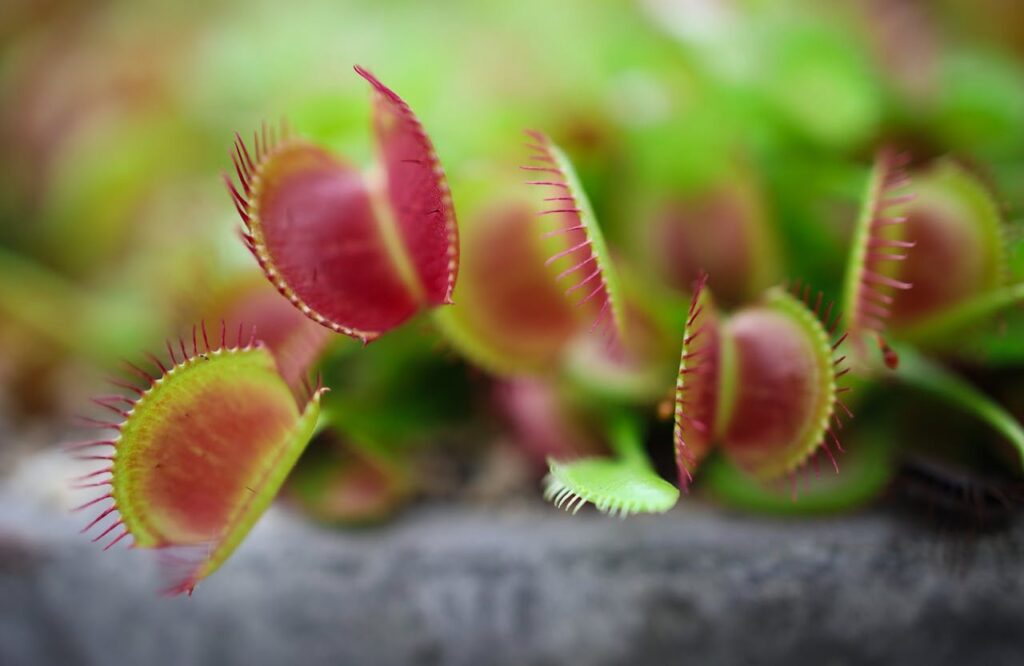 Venus Flytrap's Carnivorous Nature