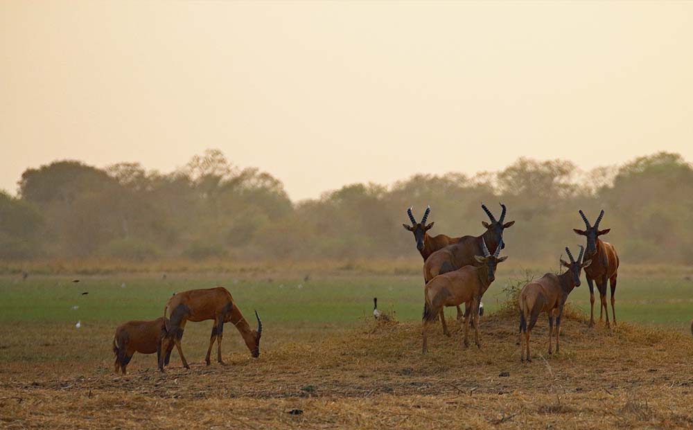 Zakouma National Park, Chad