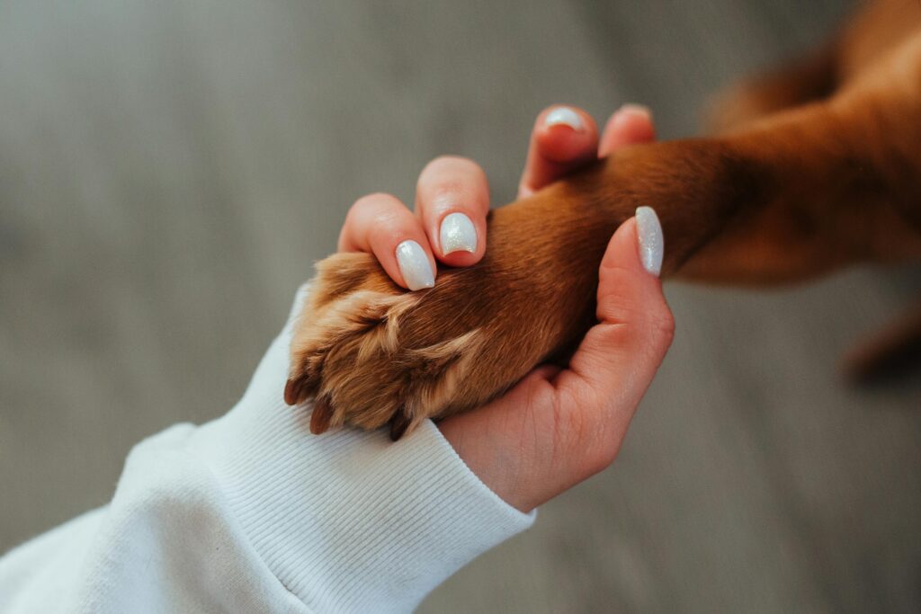 Develop a Mindfulness Practice with Pets