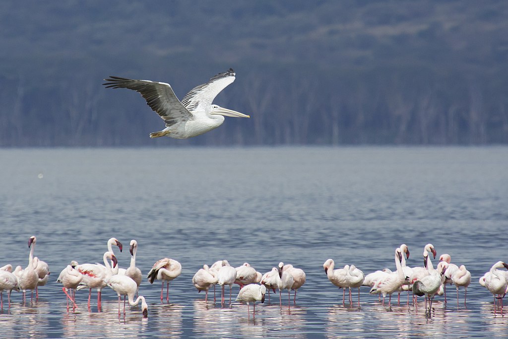 Lake Nakuru National Park, Kenia - The image was taken during 5 weeks of traveling on an overlander camping tour through east and south Africa in 2015. - Die Aufnahme entstand bei einer 5-wöchigen Campingtour durch das südliche und östliche Afrika im Jahr 2015.