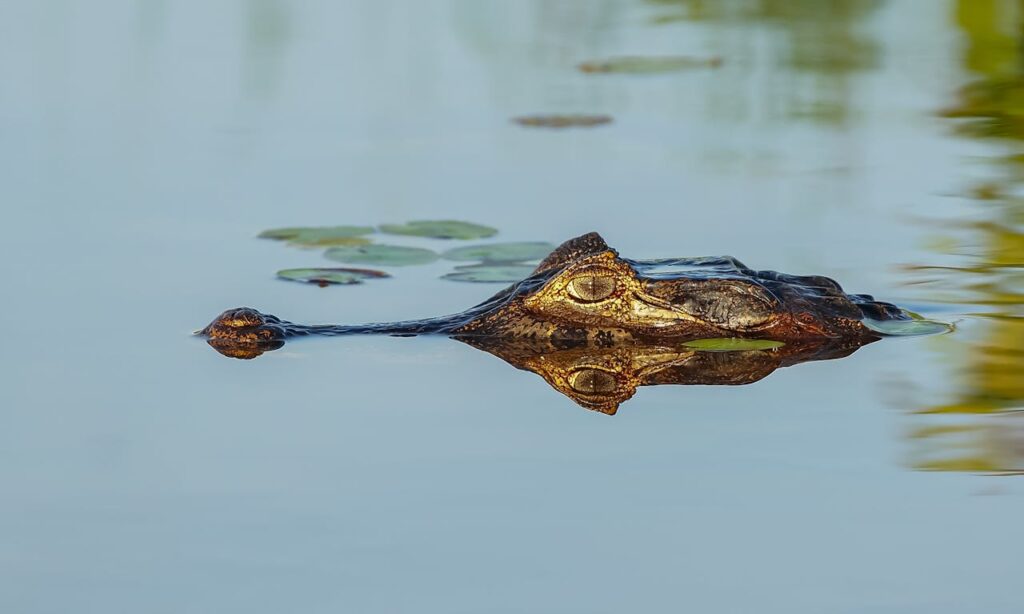 Myth: All Australians are Crocodile Hunters