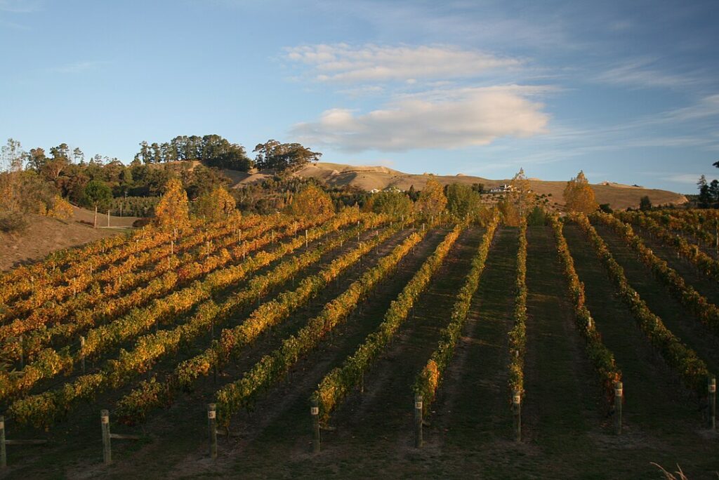 Black Barn Vineyards, Hawke's Bay, New Zealand