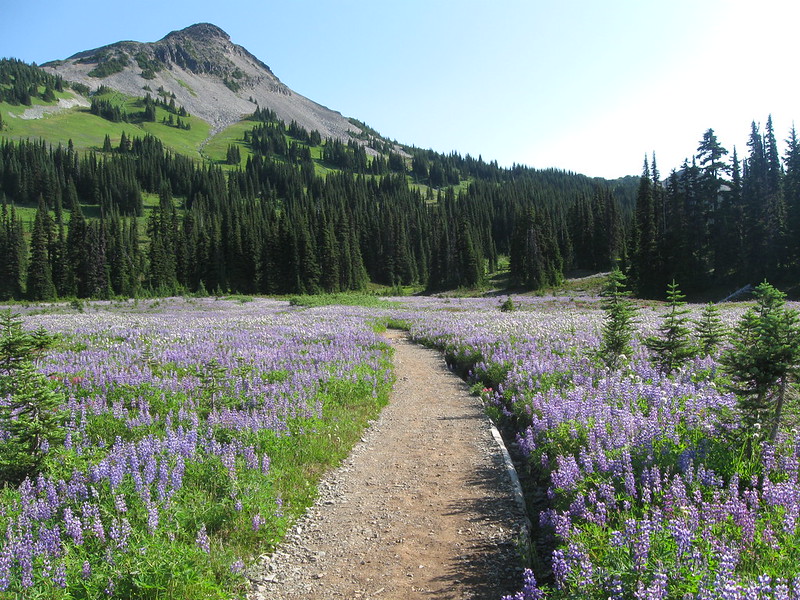 Highway 99 through Garibaldi Provincial Park, British Columbia