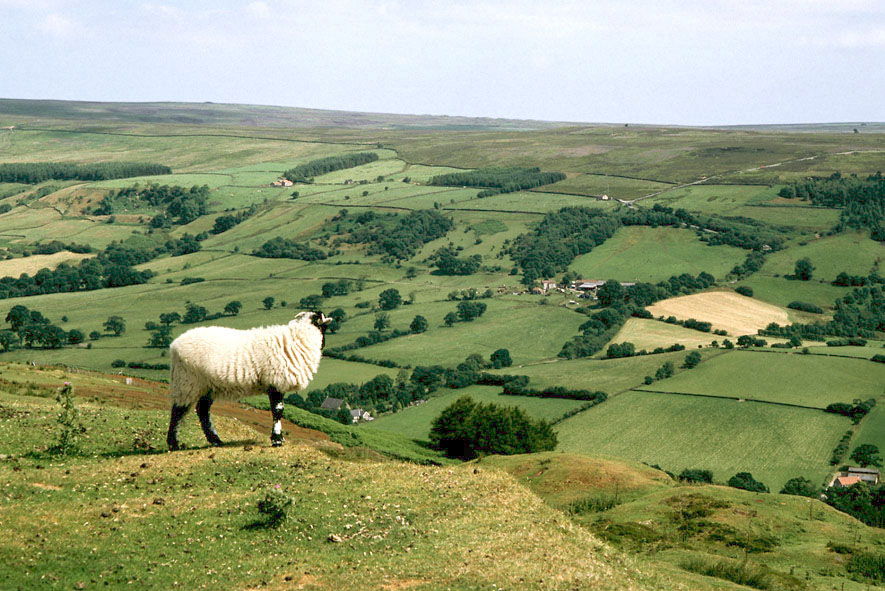 North Yorkshire Moors