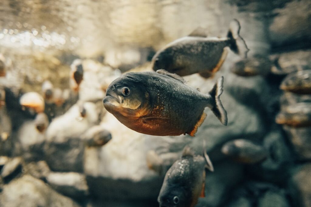 Piranhas Can Skeletonize a Human in Minutes