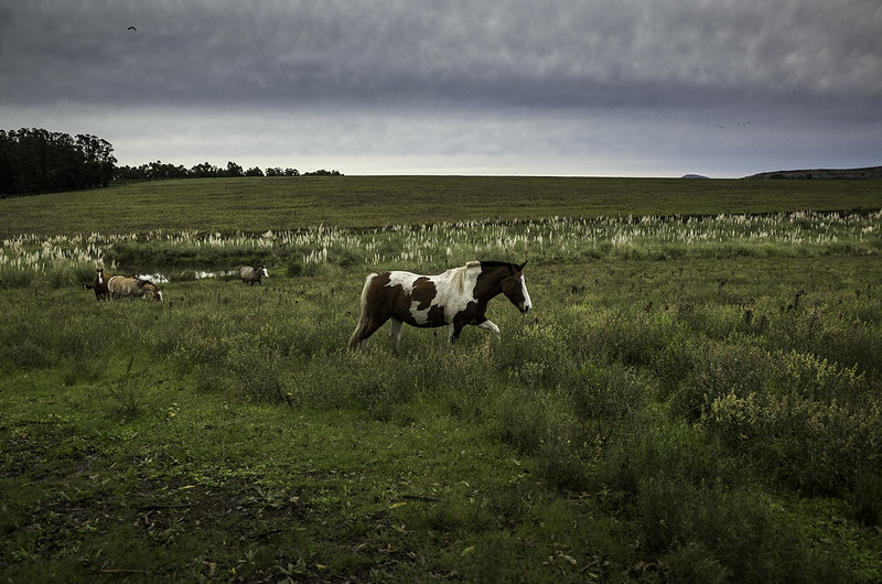 Ruta del Vino, Uruguay